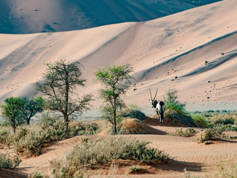 Desert wildlife