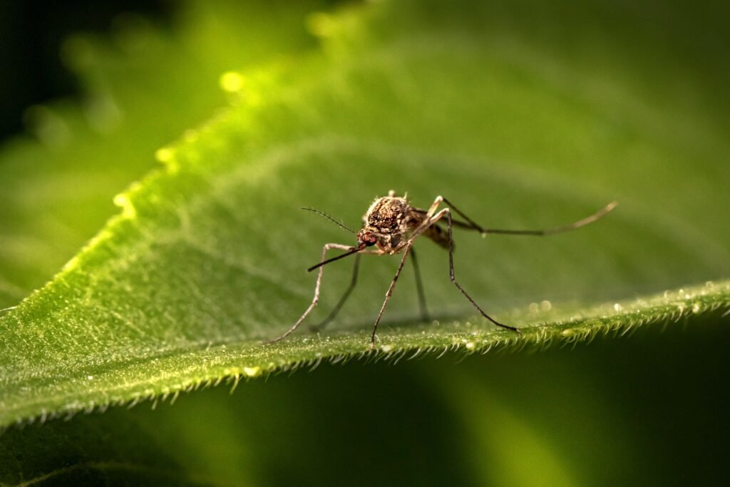 Las Vegas mosquito prevention