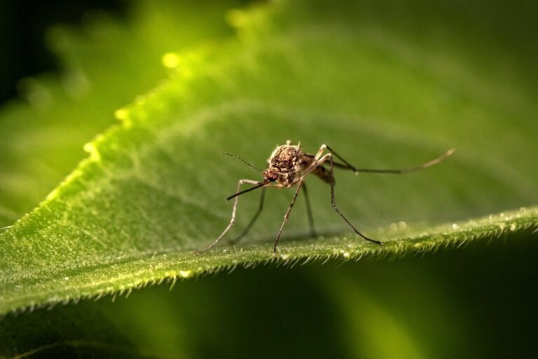 Las Vegas mosquito prevention